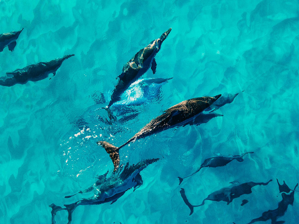 Dolphins Tour Day Trip