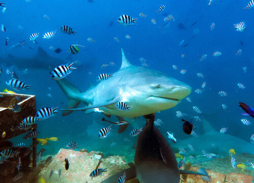 The Shark Dive